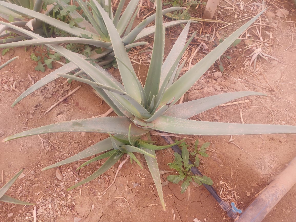 خرید برگ آلوئه‌ورا