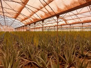 خرید برگ آلوئه‌ورا