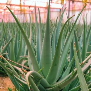 خواص درمانی برگ آلوئه‌ورا