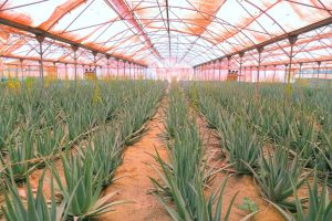 برگ آلوئه‌ورا در طب سنتی و پزشکی مدرن