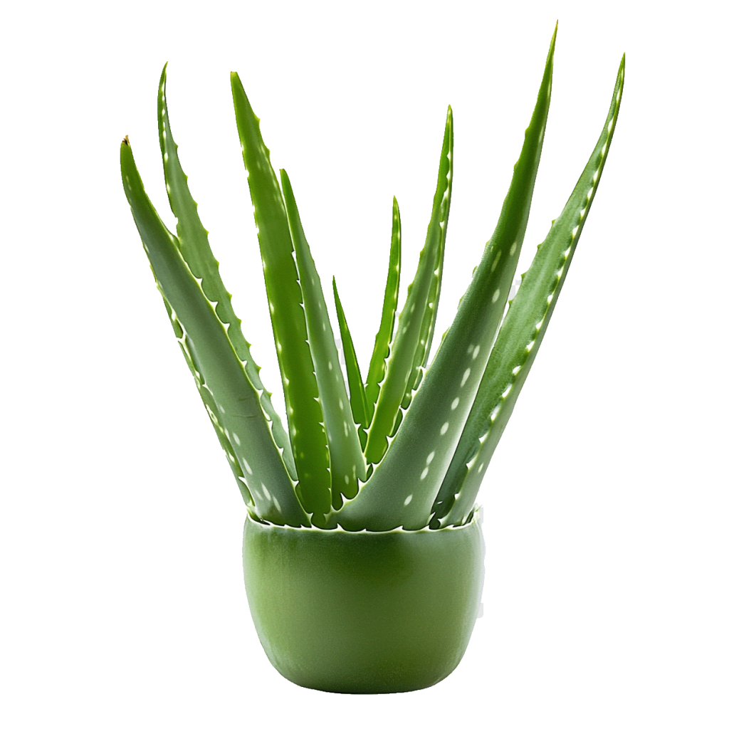 برند صبرینا؛ تخصص در تولید و عرضه فرآورده‌های آلوئه‌ورا