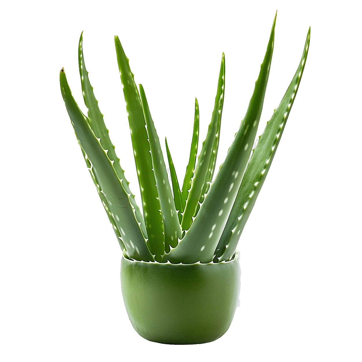 برند صبرینا؛ تخصص در تولید و عرضه فرآورده‌های آلوئه‌ورا