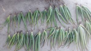 طرز کاشت پاجوش آلوئه‌ورا در گلدان و زمین