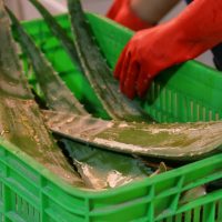 آلوئه‌ورا به‌عنوان پایه کرمسازی