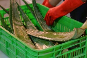 آلوئهورا بهعنوان پایه کرمسازی