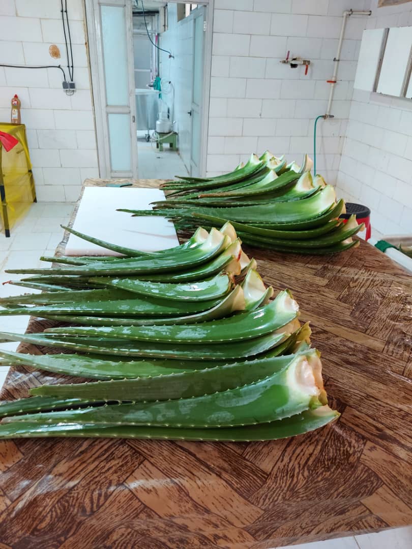 درمان زخم معده با آلوئه‌ورا