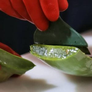 آلوئهورا بهعنوان پایه کرمسازی