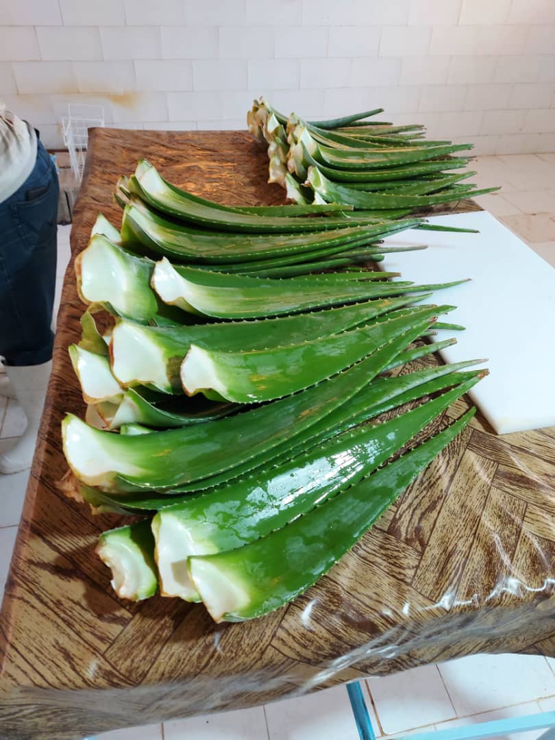 آلوئه‌ورا به‌عنوان پایه کرمسازی