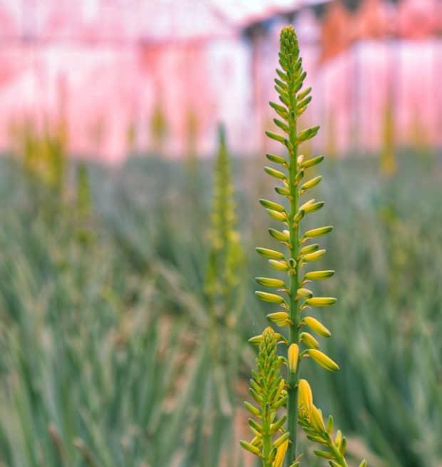 شکوفه آلوئه‌ورا چیست و چه ویژگی‌هایی دارد؟