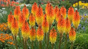 خواص شکوفه آلوئه‌ورا؛ فواید سلامتی، پوست و مو