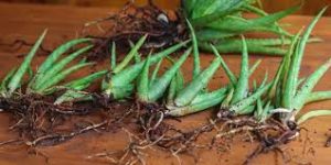 پاجوش آلوئه‌ورا چیست و چه کاربردی دارد؟