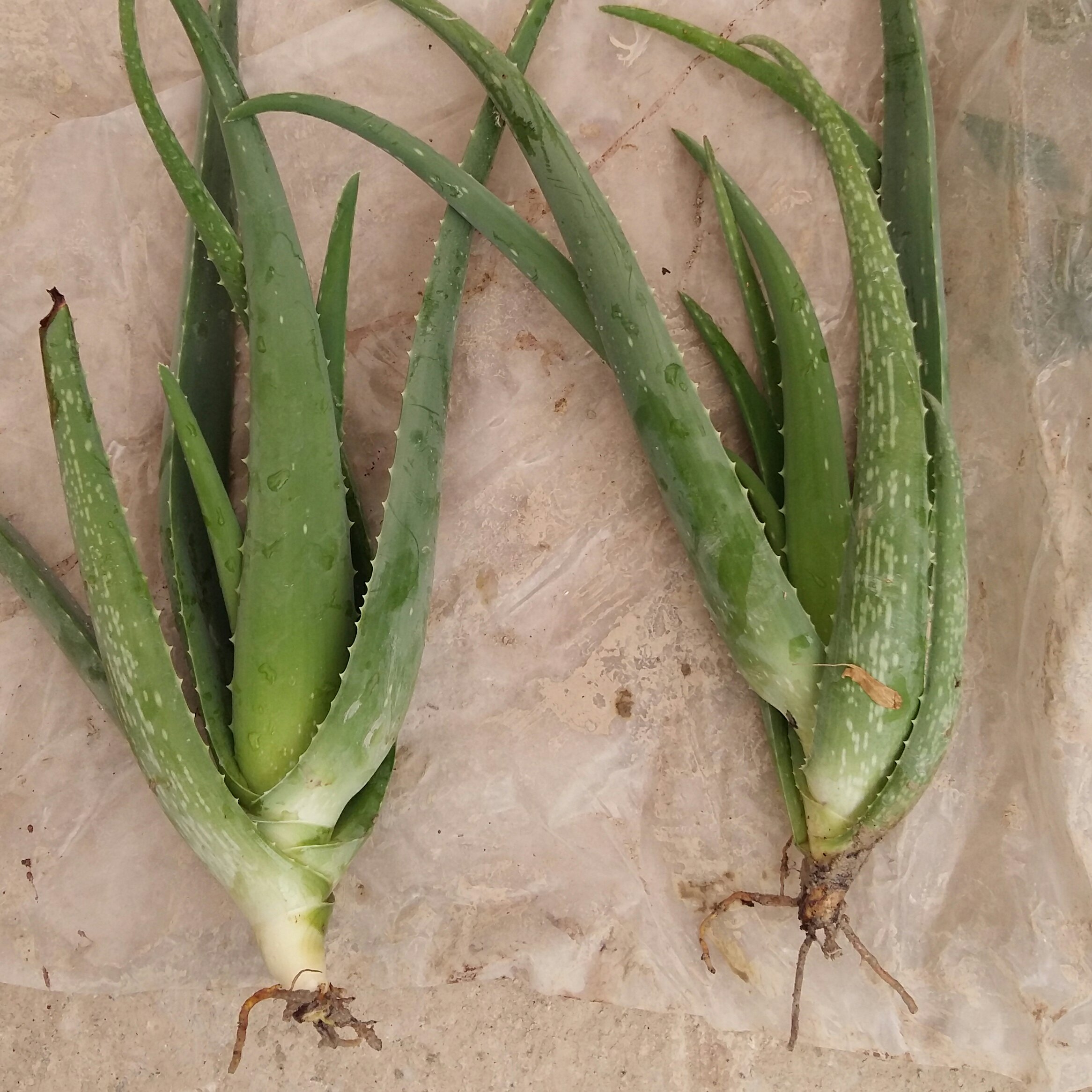 پاجوش آلوئه‌ورا چیست و چه کاربردی دارد؟