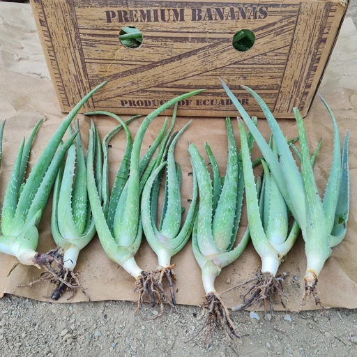 خرید و فروش پاجوش آلوئه‌ورا: نکات مهم