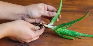 پاجوش آلوئه‌ورا چیست و چه کاربردی دارد؟