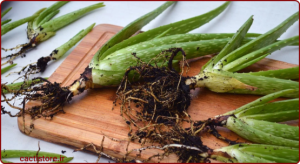 خرید و فروش پاجوش آلوئه‌ورا: نکات مهم